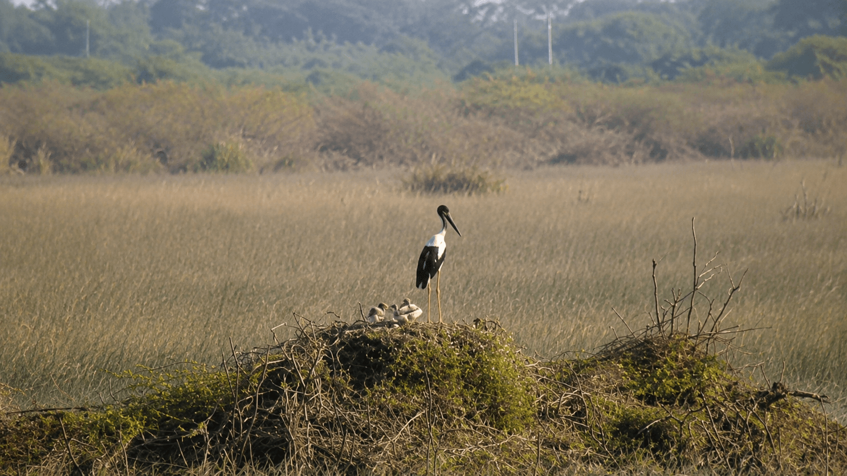 ખીજડિયા